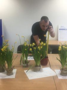 EBS Daffodil growing competition 2017: Serious measuring!